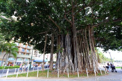 Tree in Waikiki on the beach