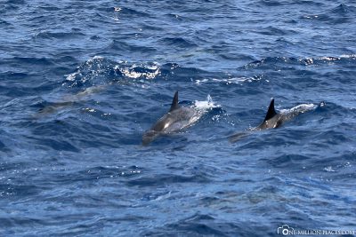 The dolphins off the coast of Kauai