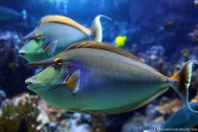 A giant nose doctorfish