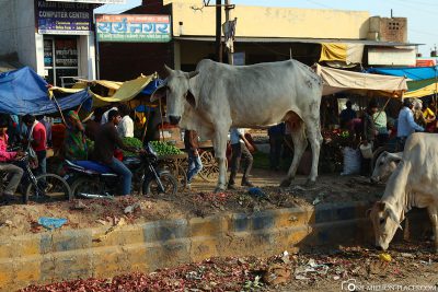 Die Kühe im Müll auf den Straßen von Agra