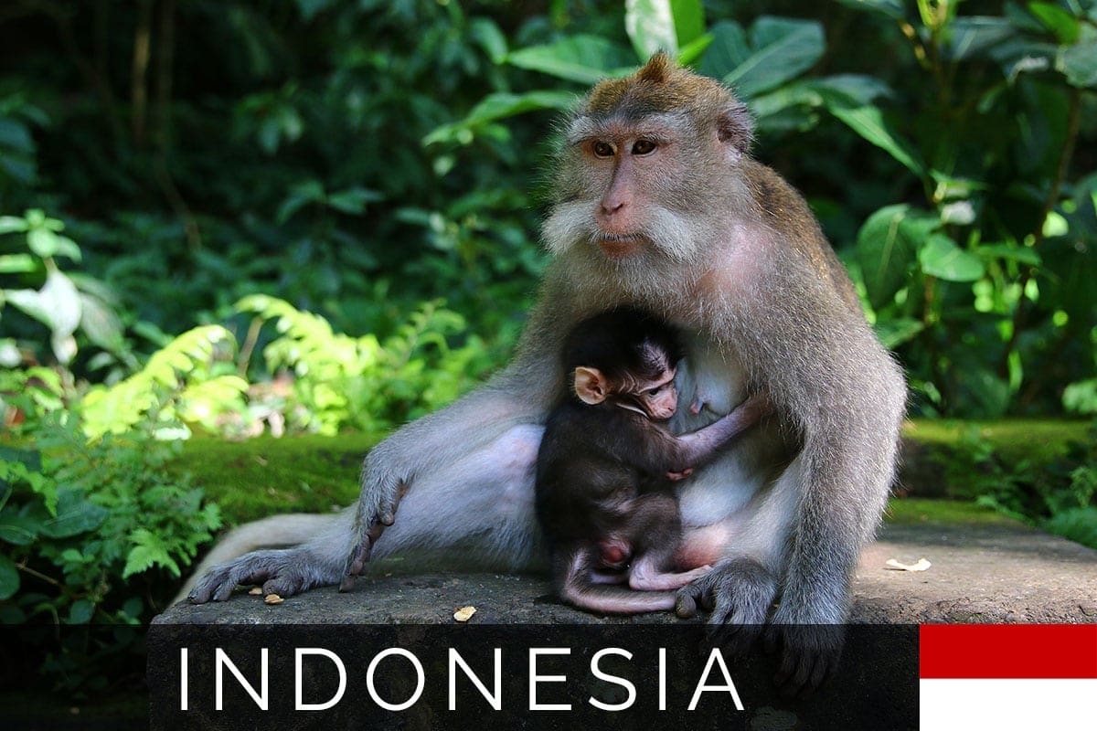 Indonesia Bali Monkey Blog Post