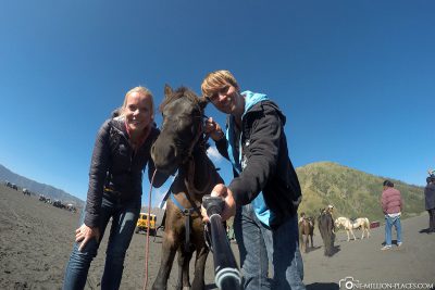 Die Pferde am Mount Bromo