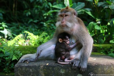 Affenmutter mit Baby