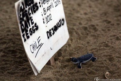 Kleine Baby-Schildkröte