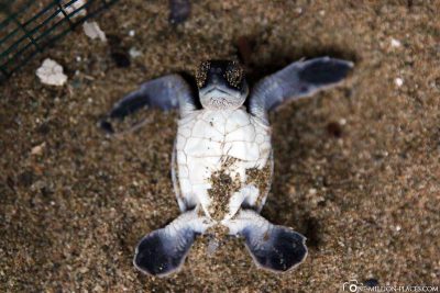 Baby-Schildkröte auf dem Rücken liegend