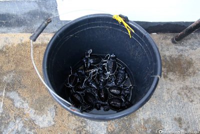 Our bucket full of small turtles