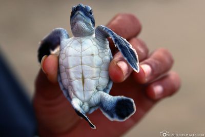 Die kleinen Schildkröten