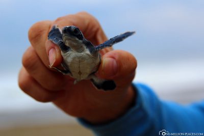 Baby Schildkröte in Sukamade