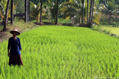 Reisfelder auf der Insel Java