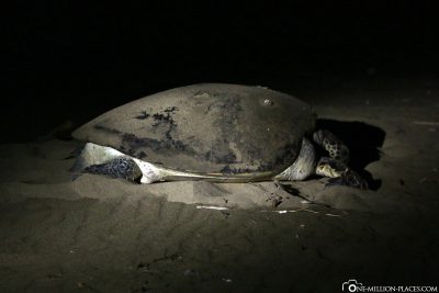 Eine Schildkröte nachts am Strand