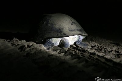 Der Weg der Schildkröte durch den Sand
