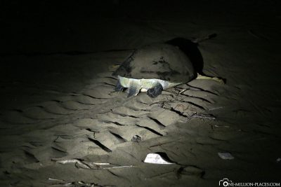 The turtle's path through the sand