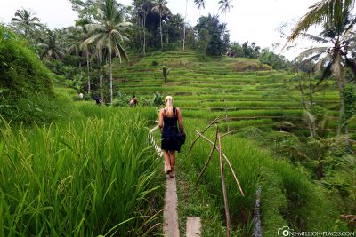 Die Tegalalang Reisfelder in Ubud