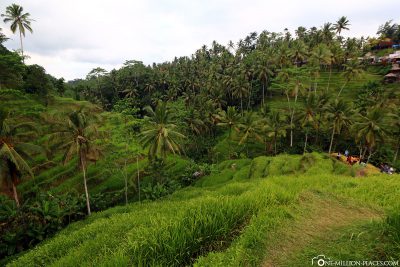 Die Tegalalang Reisfelder in Ubud