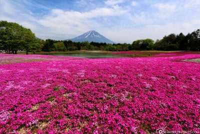 The flower fields of the Shibazakura Festival