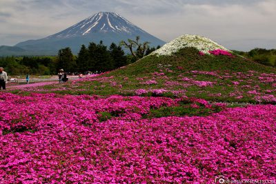 Shibazakura Festival with Mount Fuji