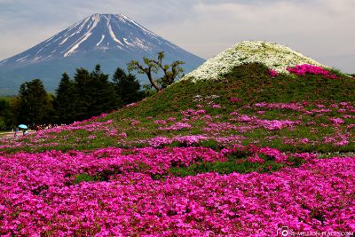Shibazakura Festival mit dem Mount Fuji