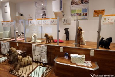 A shop with dog puppies