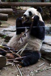 A Giant Panda