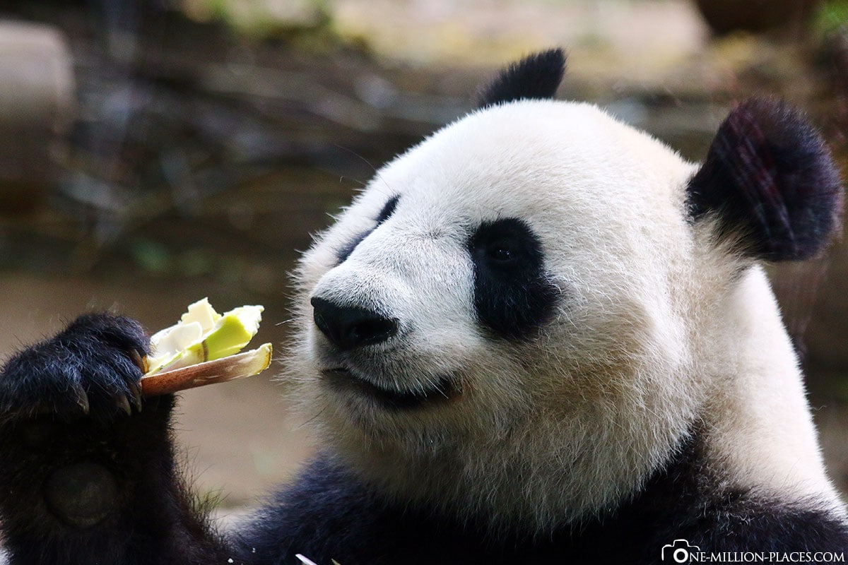Großen Pandas, Ueno Zoo, Tokio, Japan, Auf eigene Faust, Stadtbesichtigung, Sehenswürdigkeiten, Reisebericht