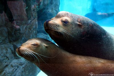 The Sea Lions