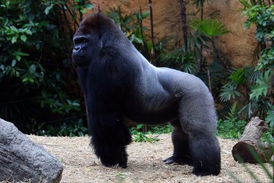 Ein Gorilla