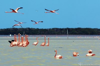 Die Flamingos in der Lagune
