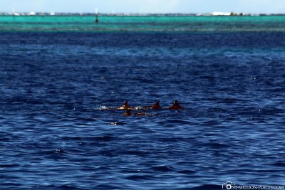 Dolphins in front of our water bungalow