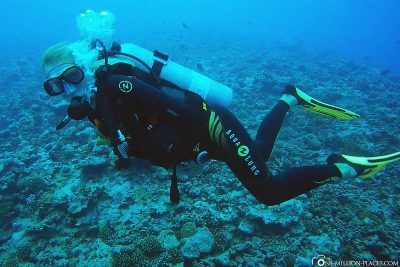 Diving in Moorea