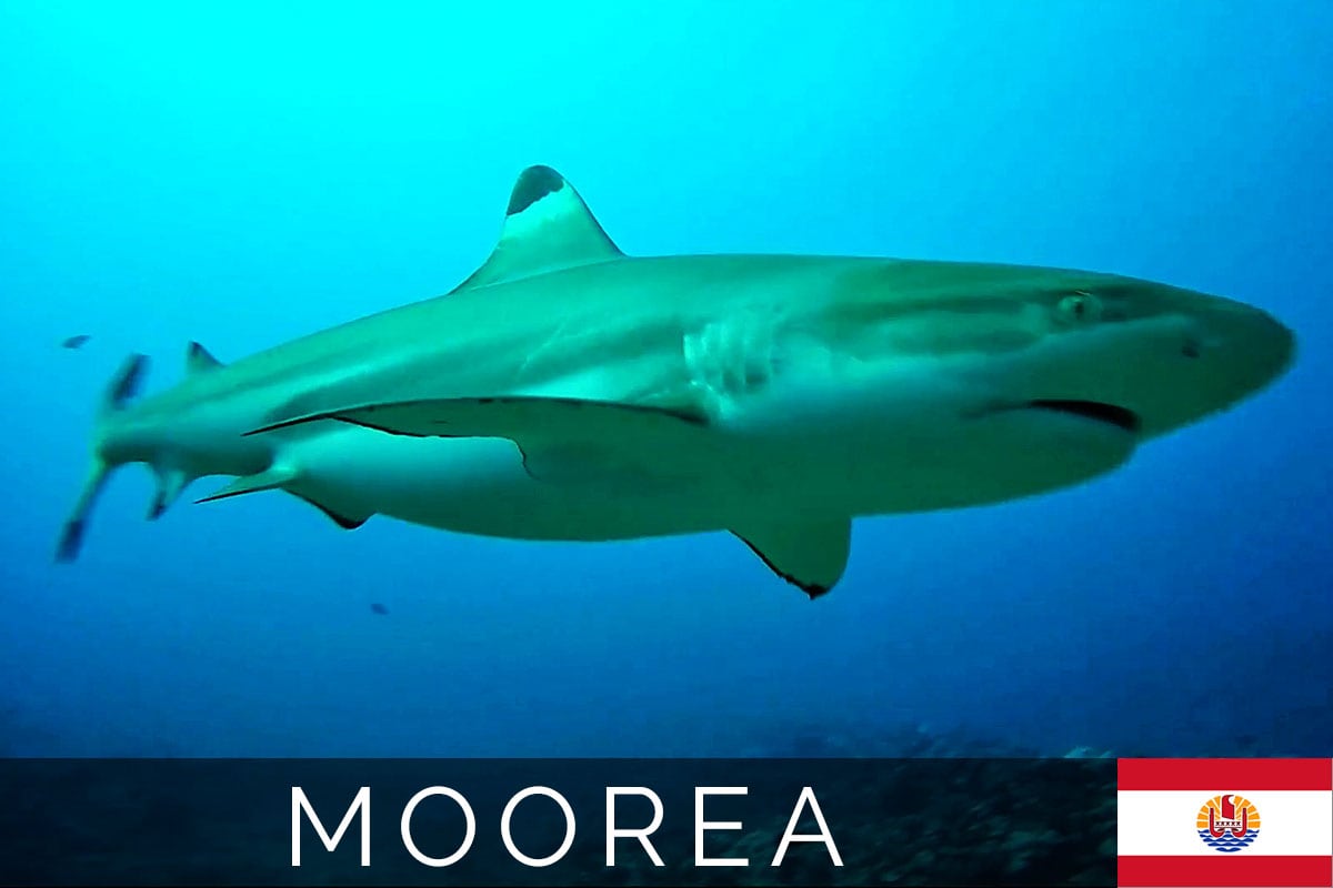 Moorea Diving Topdive Cover Photo