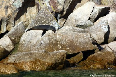 Seelöwen im Abel Tasman Nationalpark