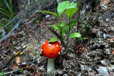 A toadstool