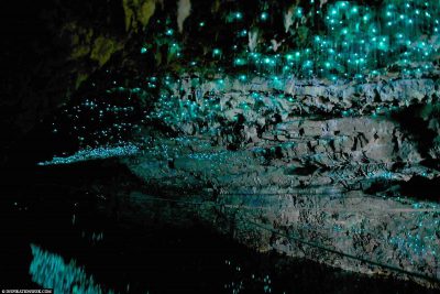 The glow in the fireflies cave