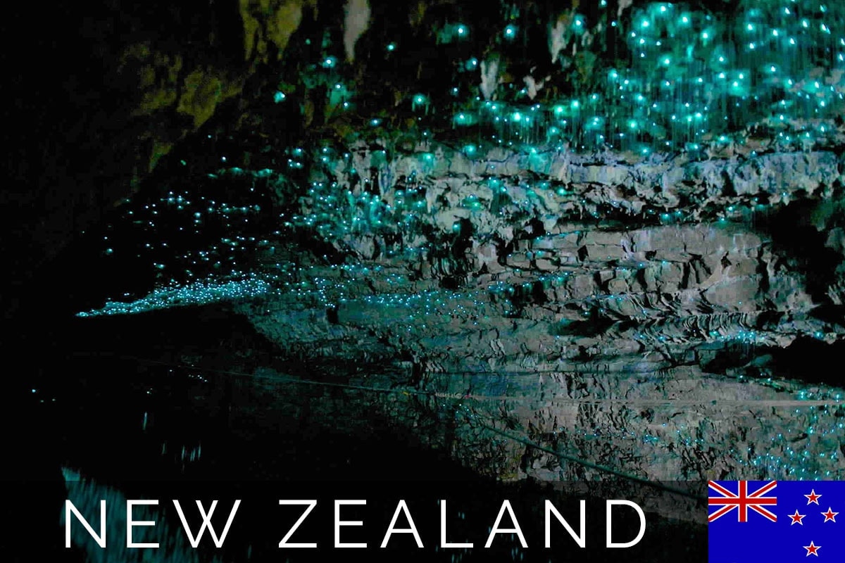 New Zealand Glowworm Blog Post