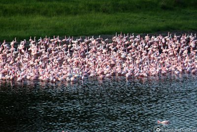 The flamingos on Momella Lake