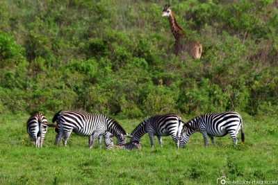 Grassy zebras and a giraffe