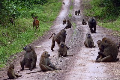Our way is full of monkeys