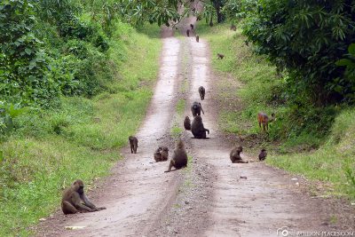 Unser Weg ist voller Affen