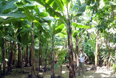 A banana forest in the front yard