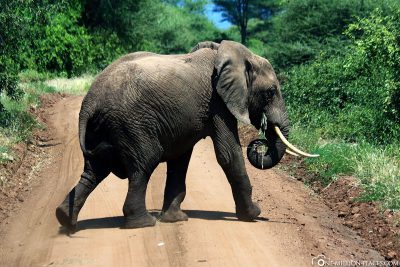 An elephant crosses our path