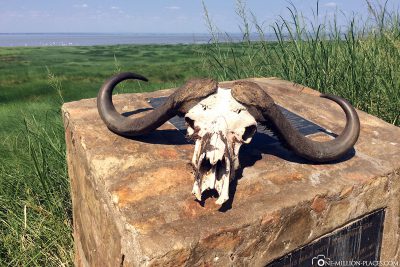 The skull of a water buffalo