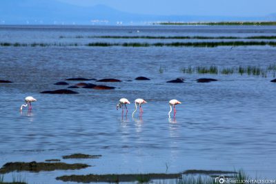 Hippos & Flamingos in the Lake
