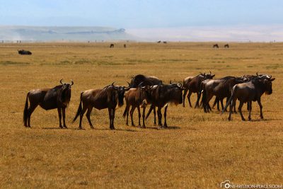 A group of wildebeest