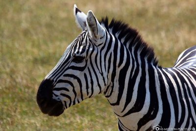 Ein Zebra