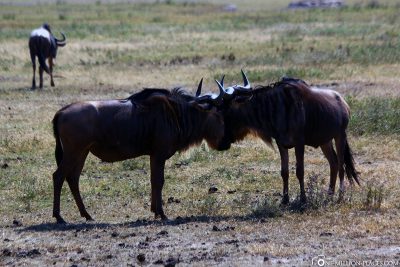 Two fighting wildebeest