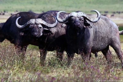 A group of water buffaloes