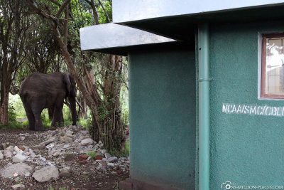 An elephant at the campsite