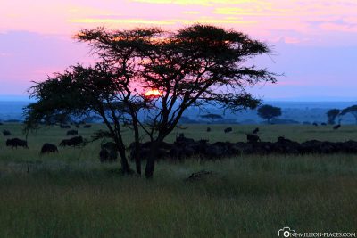 Der Sonnenaufgang in der Serengeti