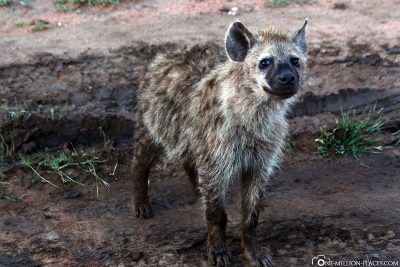 A hyena cub