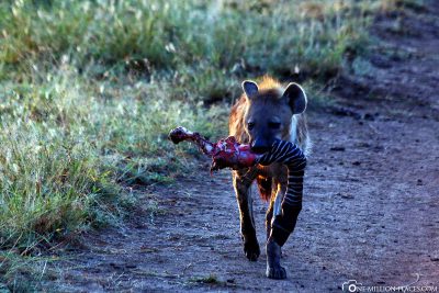 A hyena with a zebra leg
